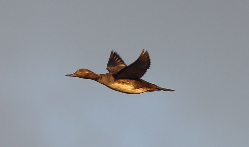 Hooded Merganser - ML45243681