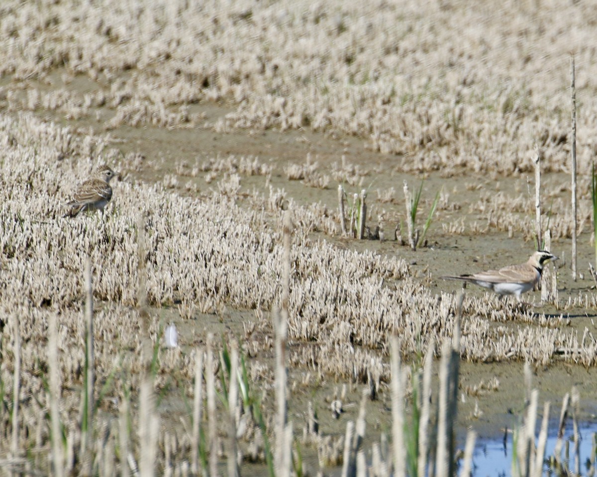 Horned Lark - ML452436821