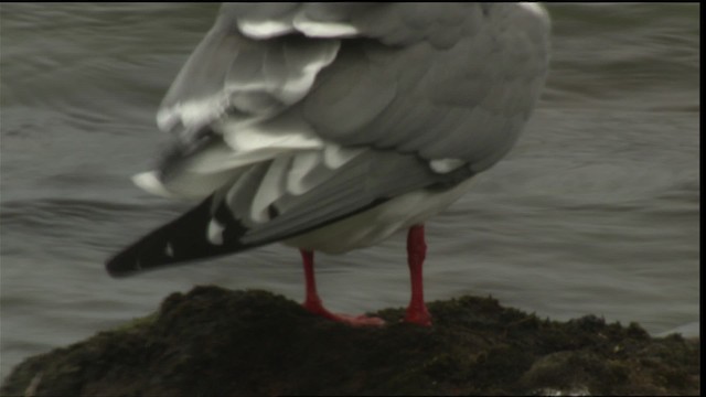 Red-legged Kittiwake - ML452437