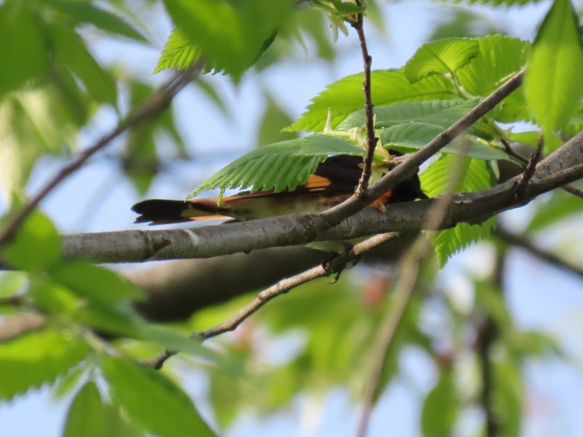 American Redstart - ML452437081