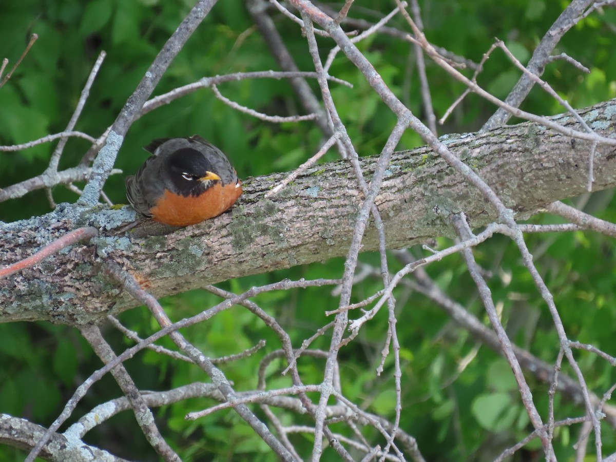 American Robin - ML452437211