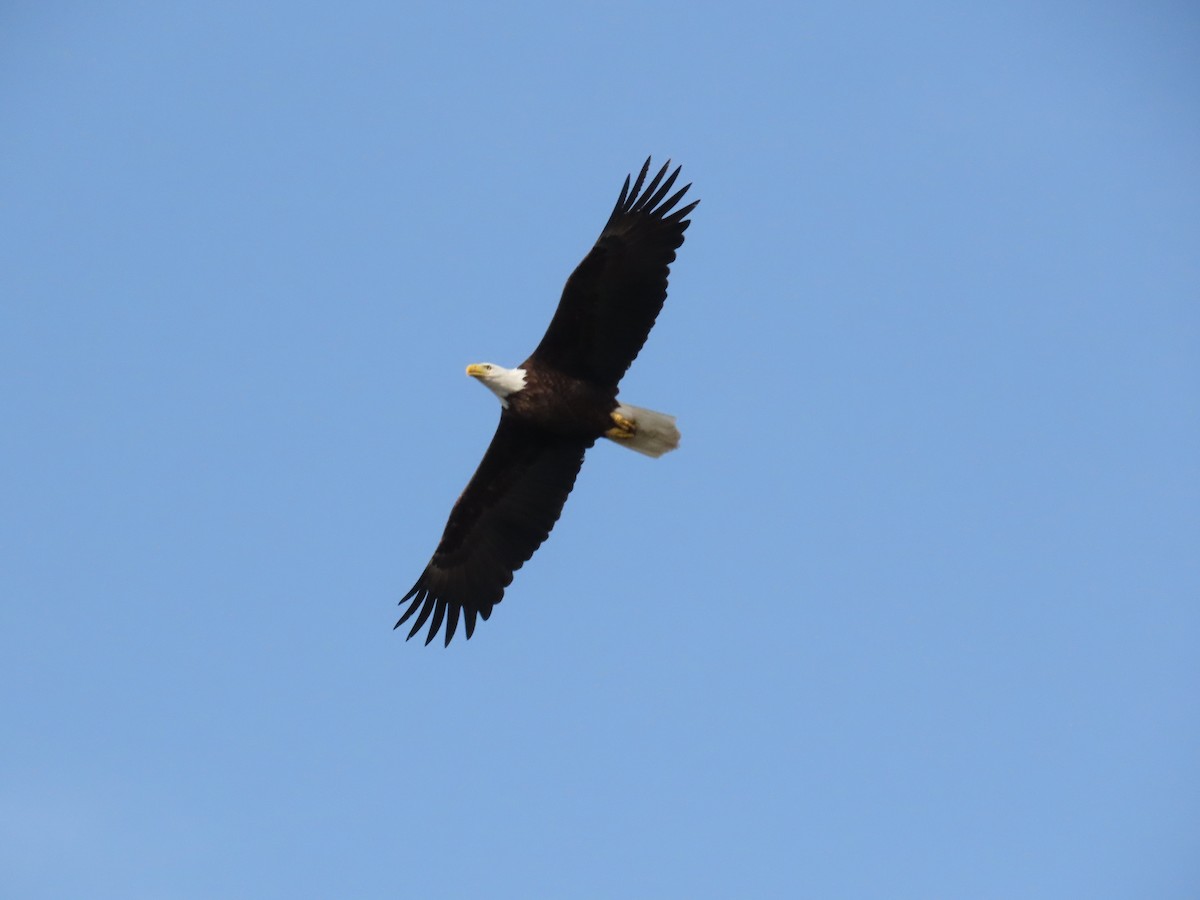 Bald Eagle - ML452437401