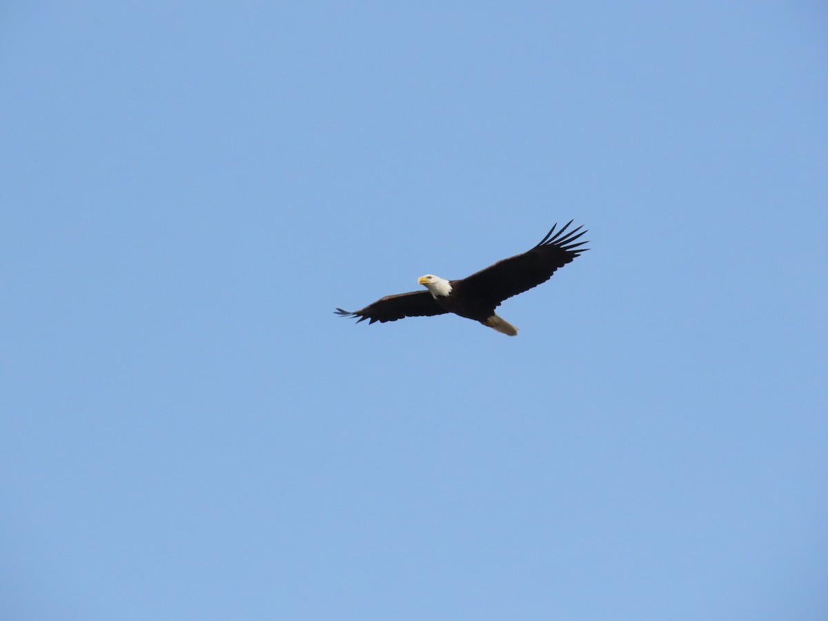 Bald Eagle - ML452437411