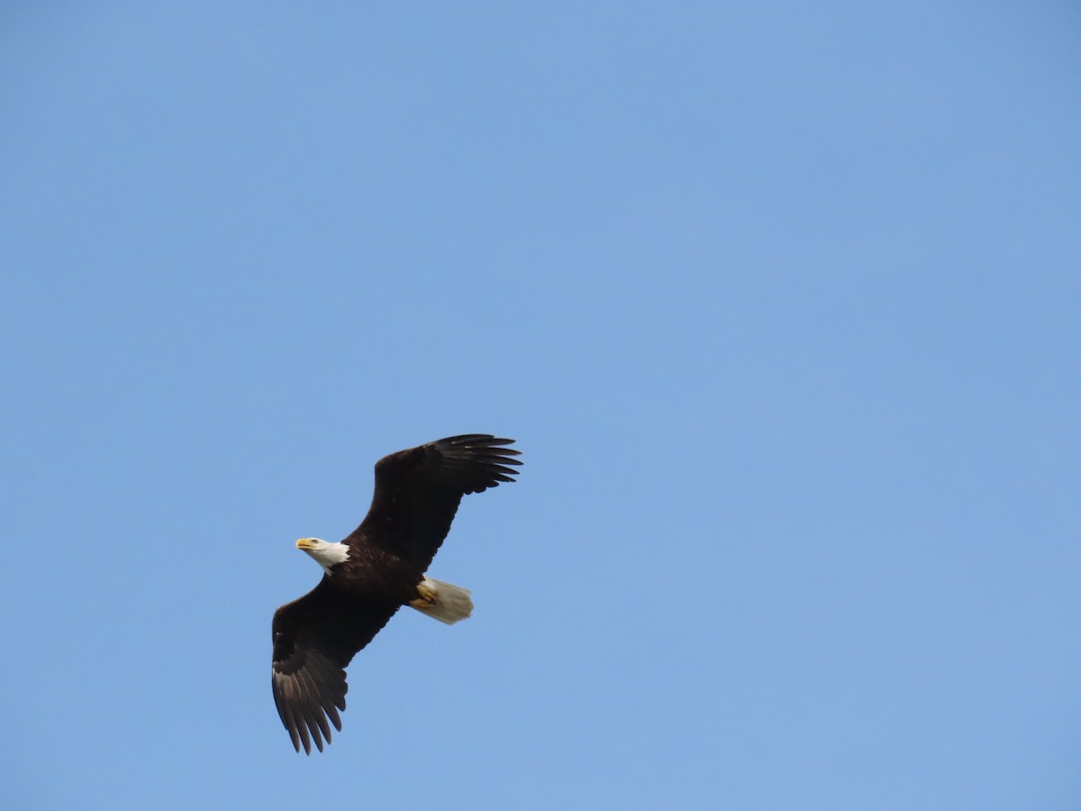 Bald Eagle - ML452437431