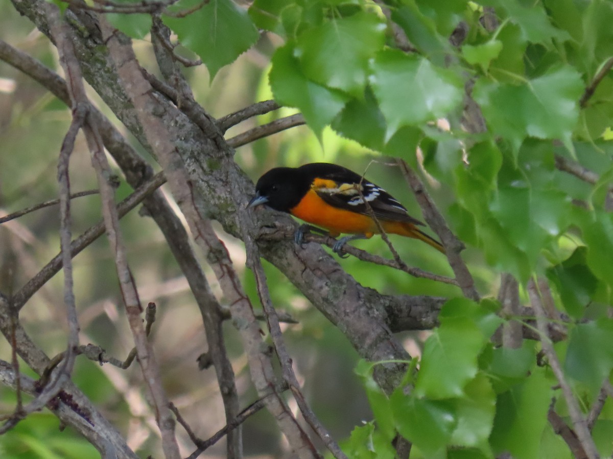 Baltimore Oriole - ML452437571