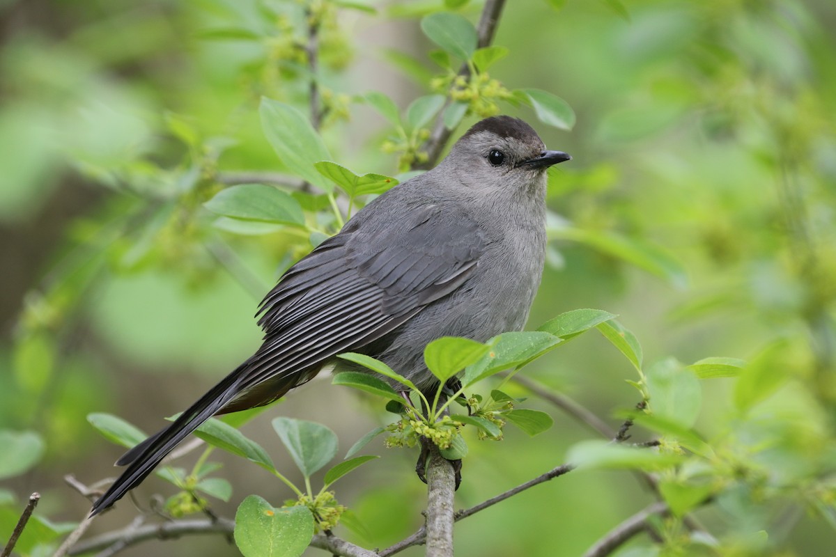 Gray Catbird - Kevin McGowan