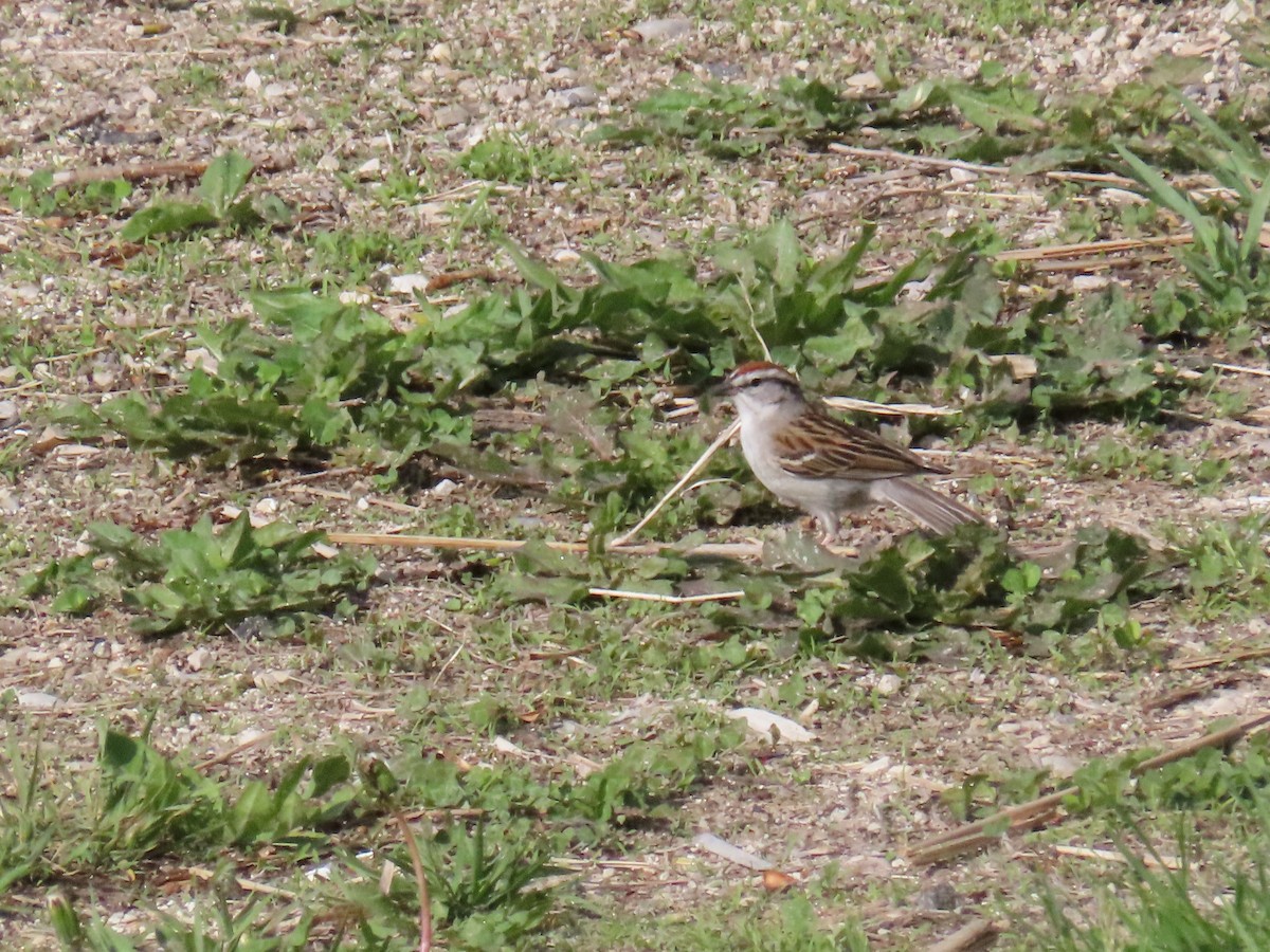 Chipping Sparrow - ML452437671