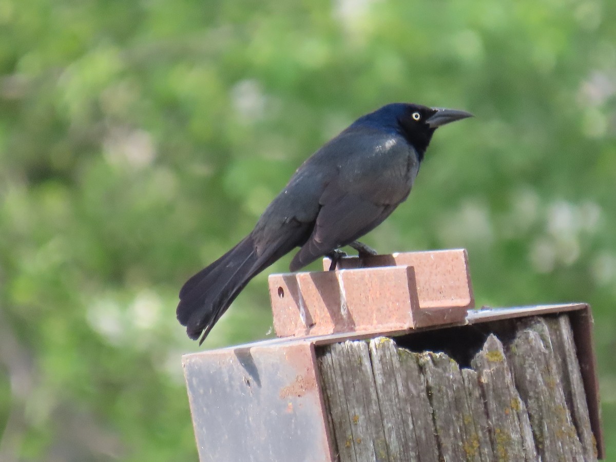 Common Grackle - ML452437731