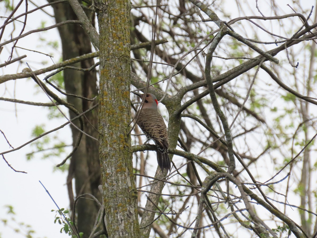 Northern Flicker - ML452437791