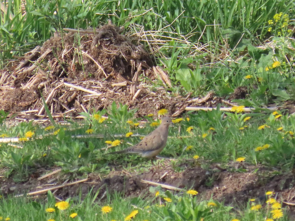 Mourning Dove - ML452437861