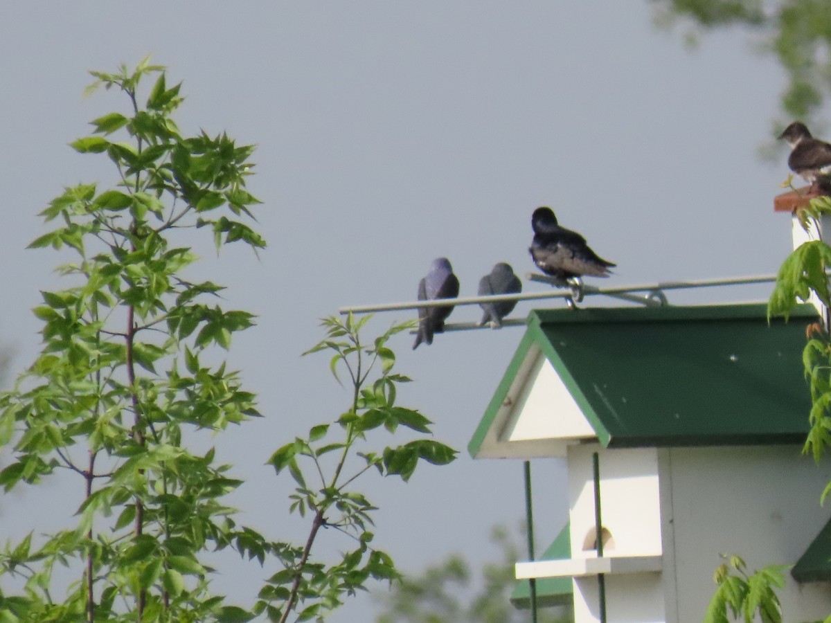 Purple Martin - ML452437911