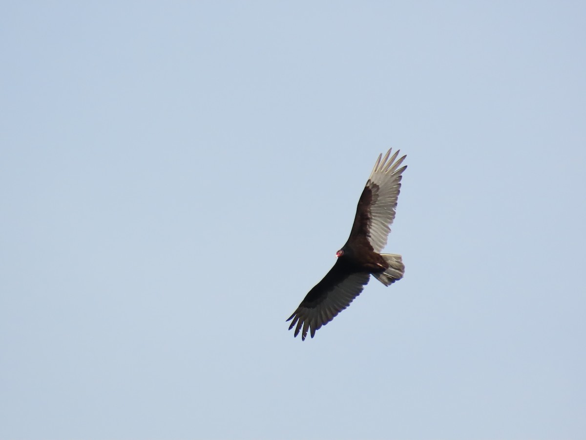 Turkey Vulture - ML452438041