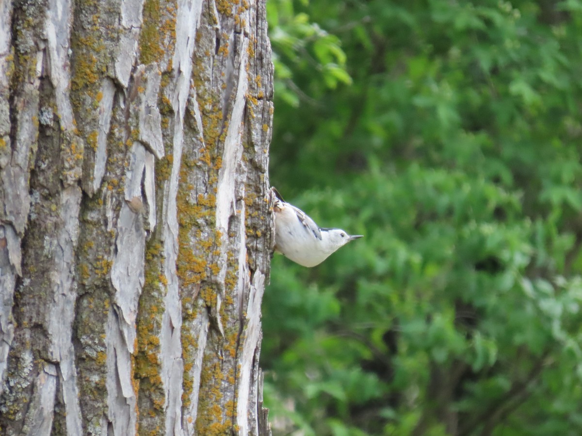 White-breasted Nuthatch - ML452438081