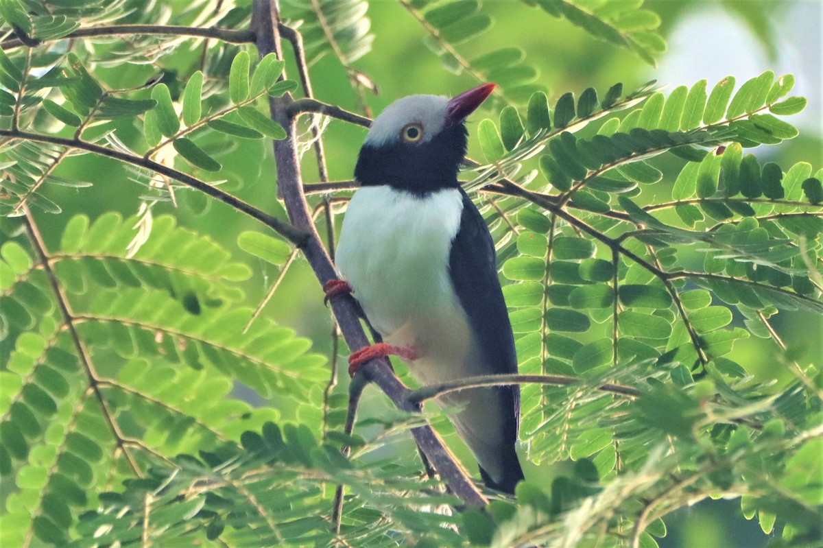 Red-billed Helmetshrike - ML452439621