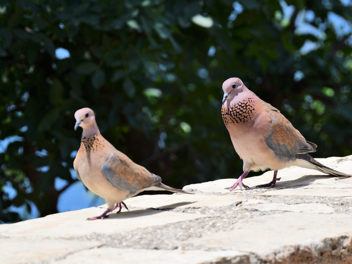 Laughing Dove - Viktar Ryndzevich