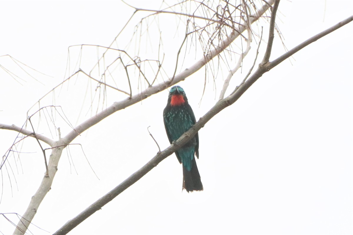 Black Bee-eater - ML452441001