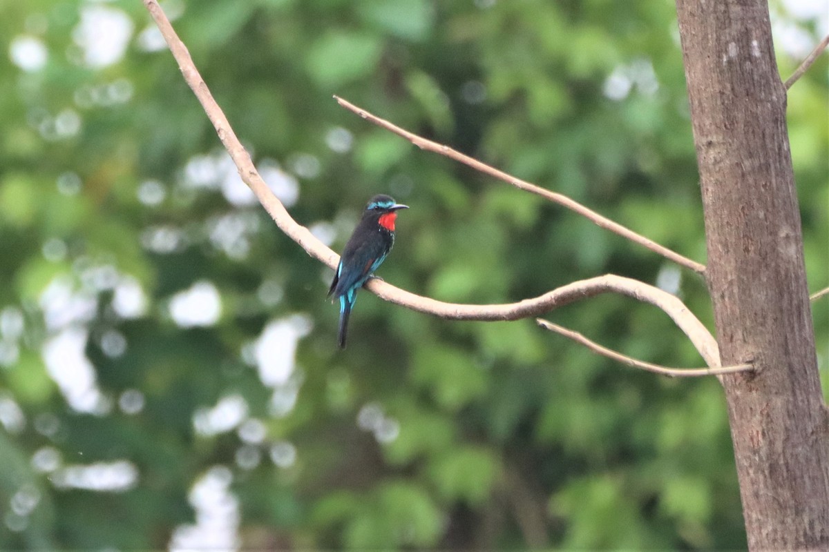 Black Bee-eater - ML452441021