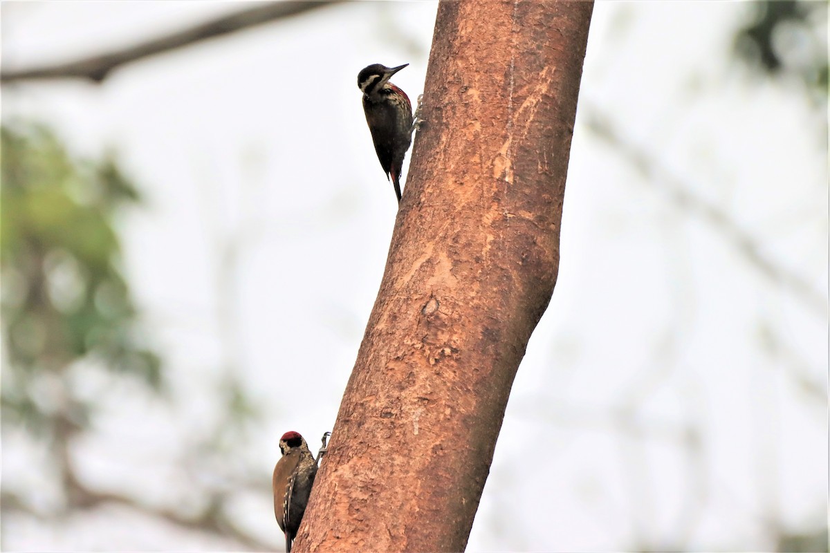 Fire-bellied Woodpecker - ML452441211