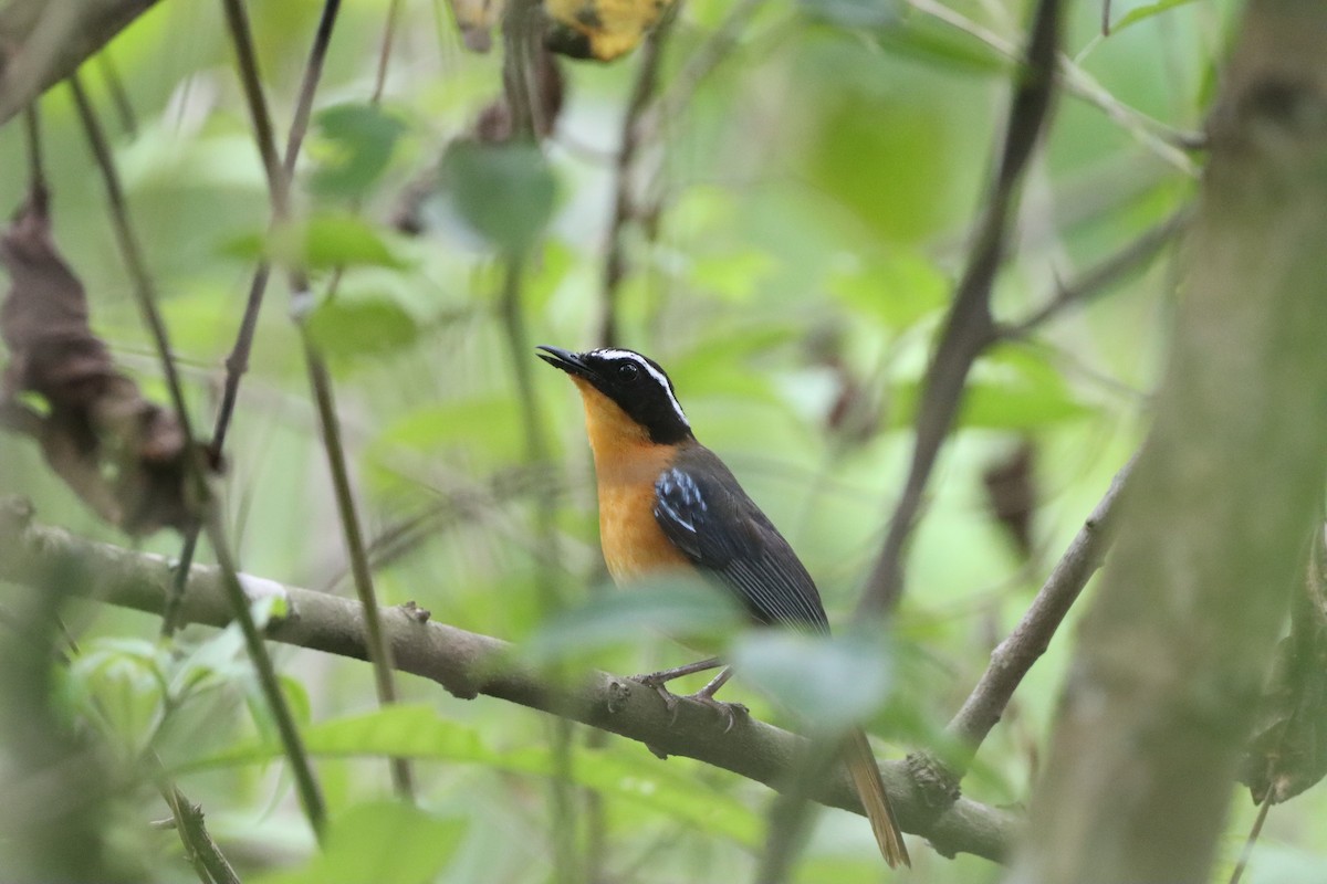 Blue-shouldered Robin-Chat - ML452441761