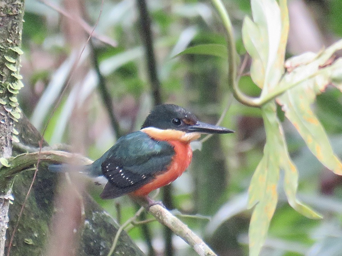 American Pygmy Kingfisher - ML452442471