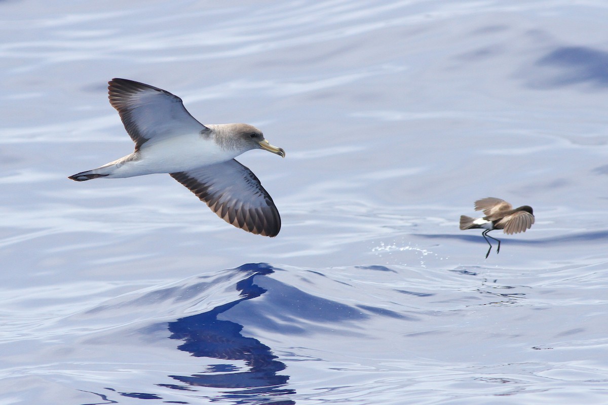 Cory's Shearwater (borealis) - ML45244251