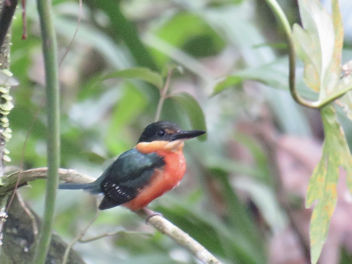 American Pygmy Kingfisher - ML452442521