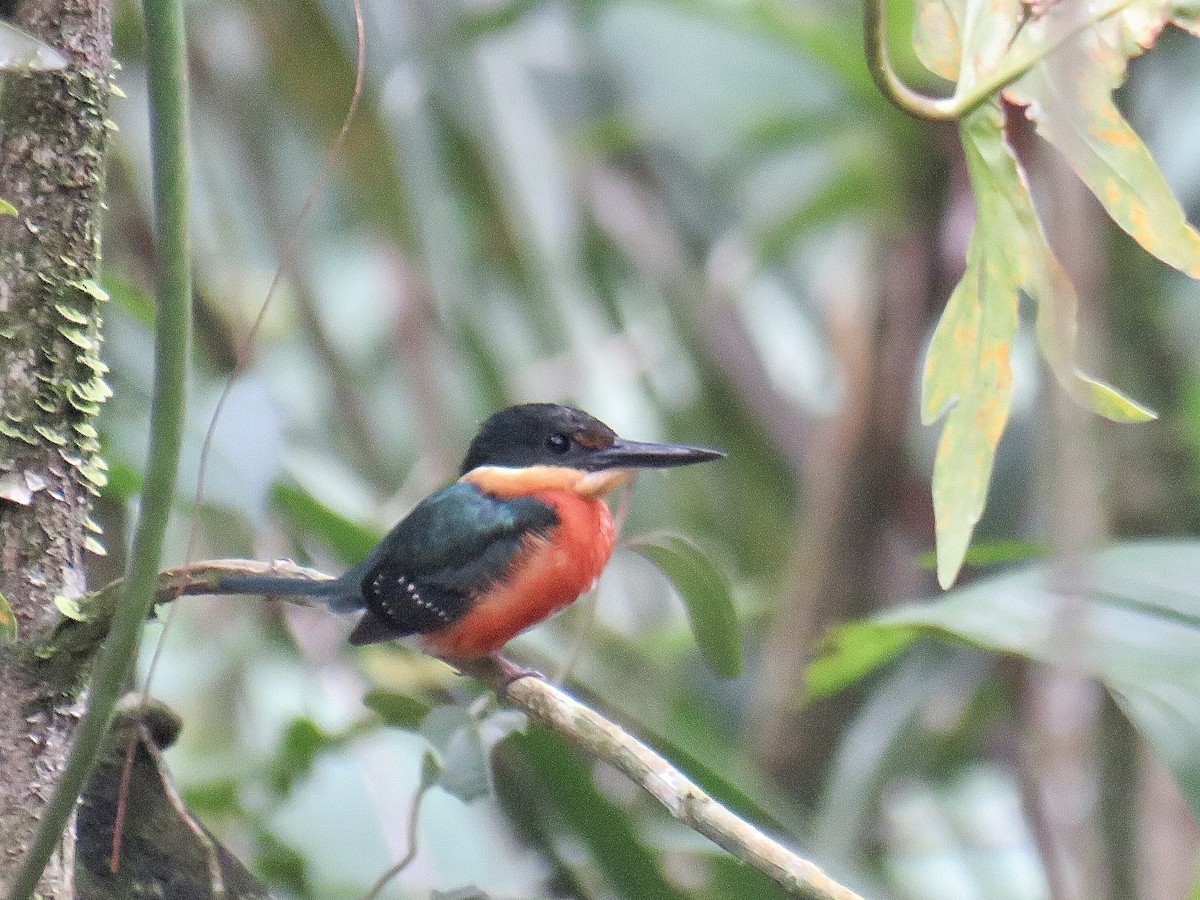 American Pygmy Kingfisher - ML452442531