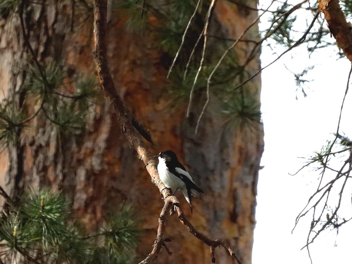 European Pied Flycatcher - ML452443301