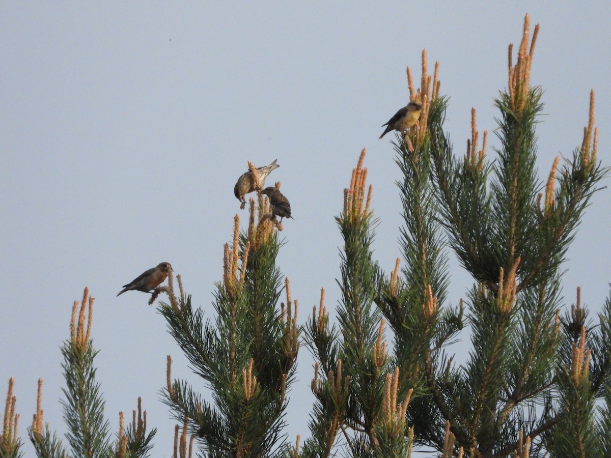 Red Crossbill - ML452443411