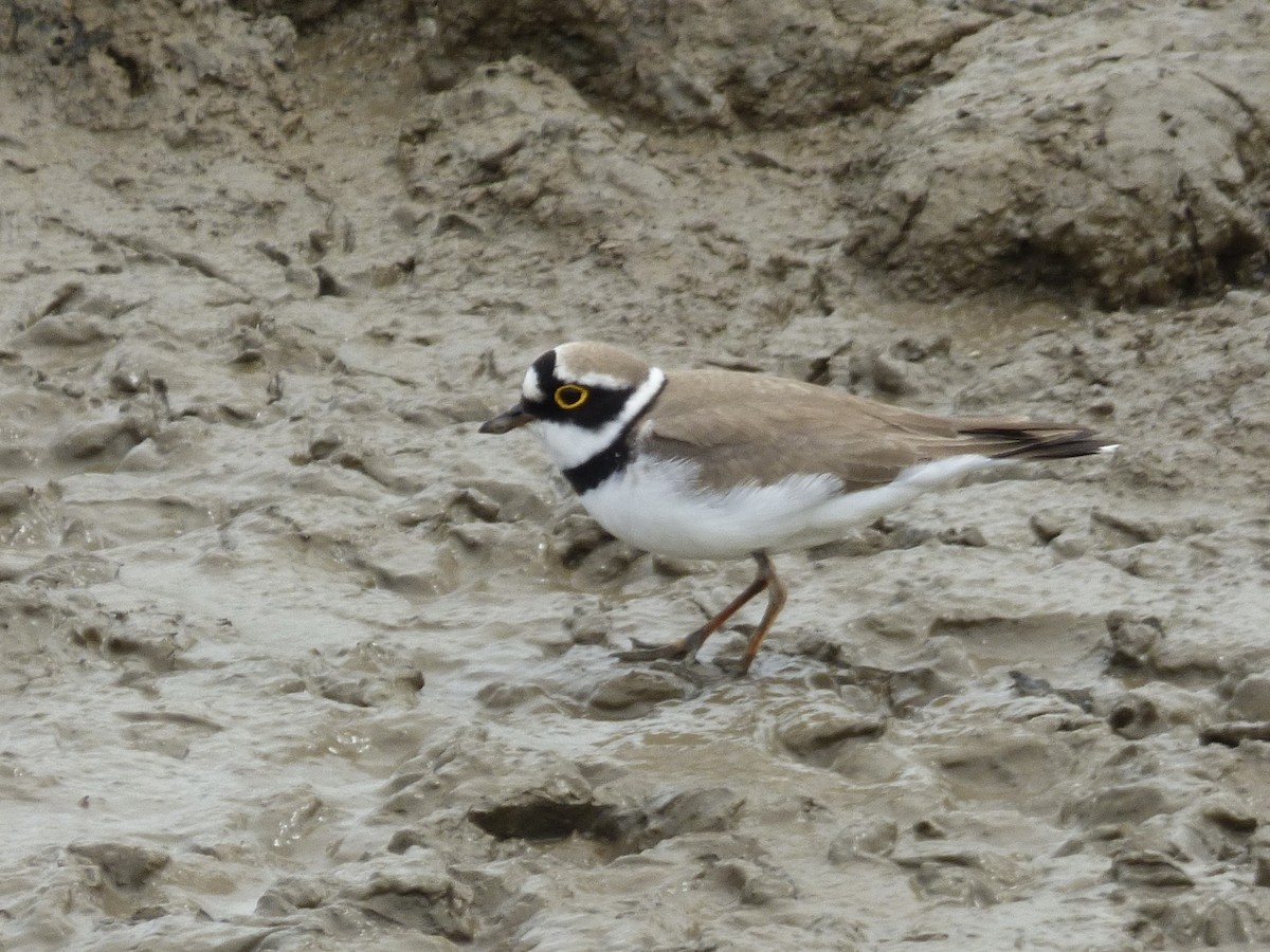 Little Ringed Plover - Richard Mooney