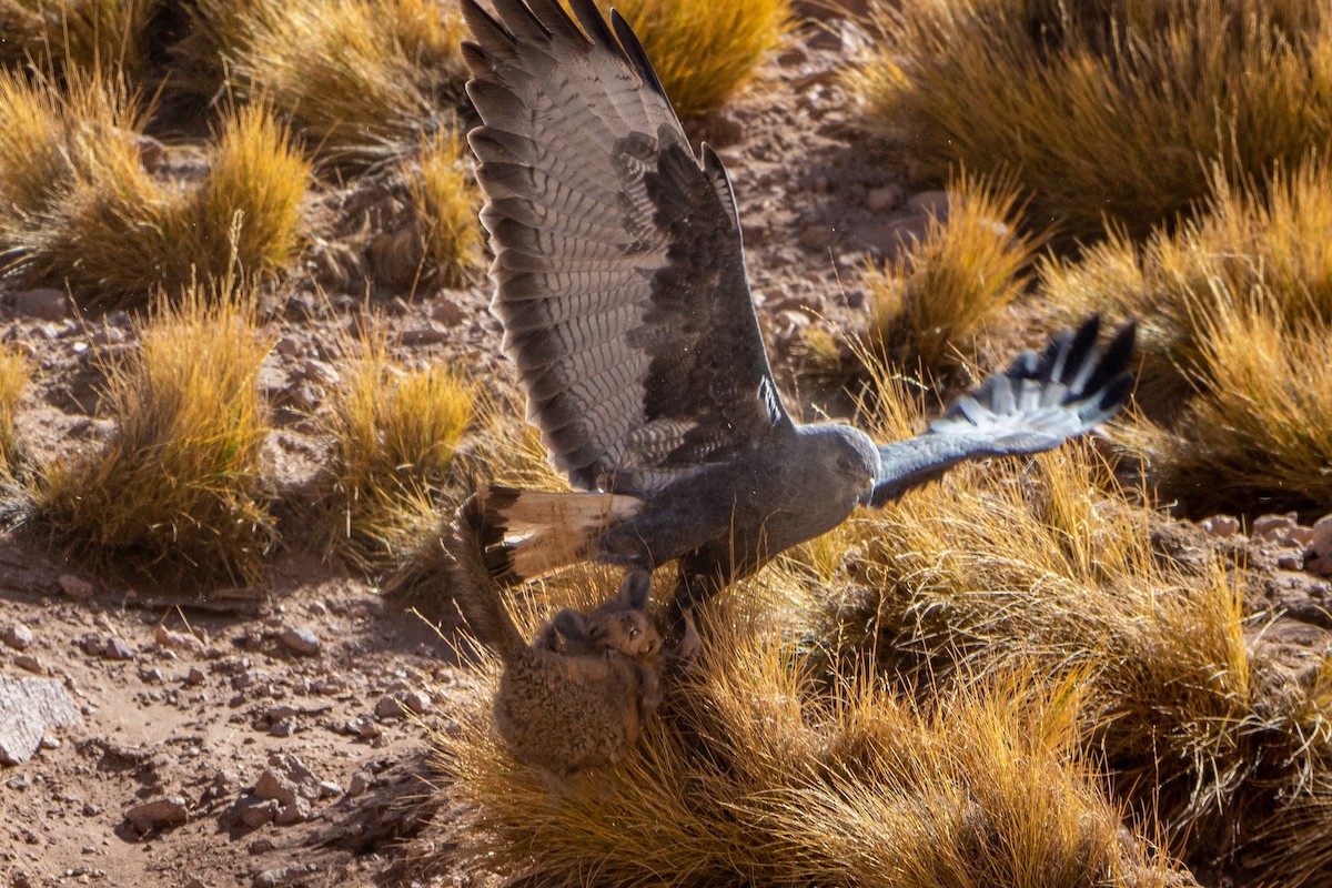 Variable Hawk - ML452444501