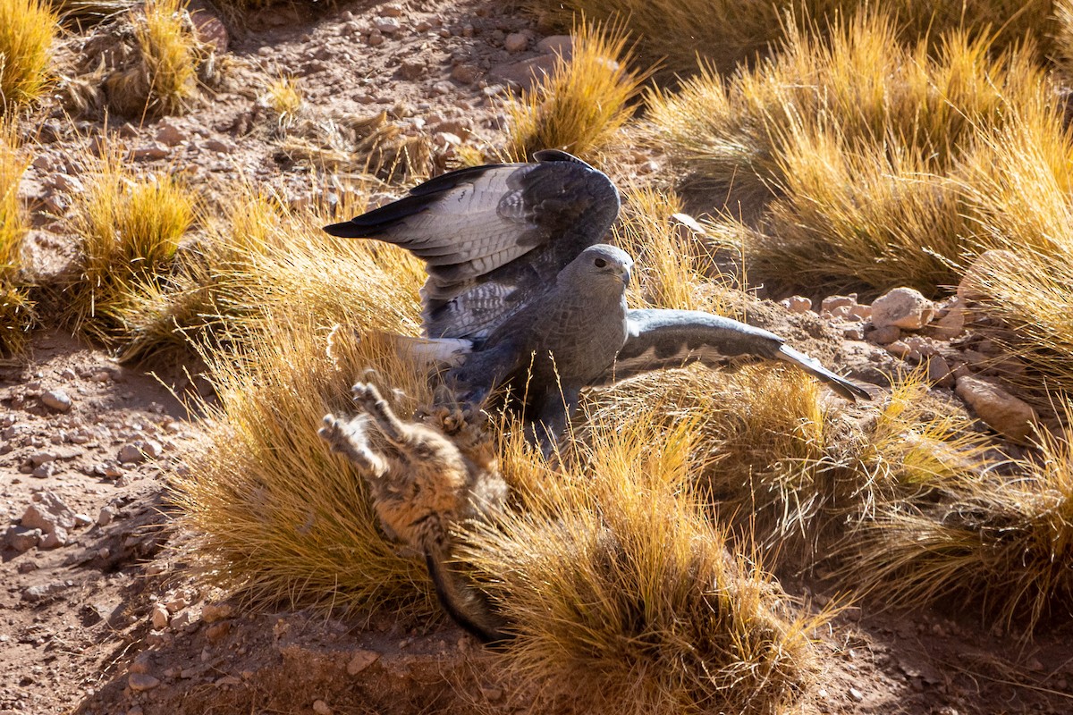 Variable Hawk - ML452444561