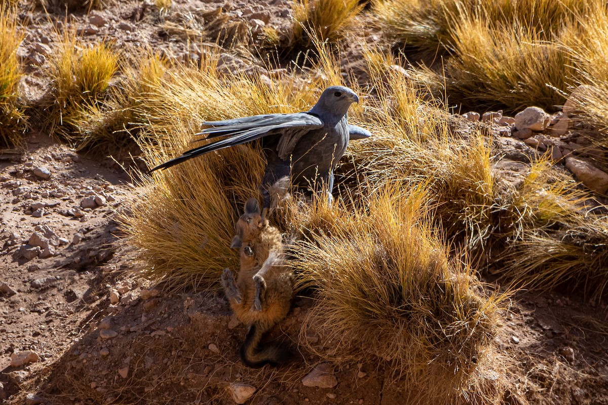 Variable Hawk - Ivo Tejeda