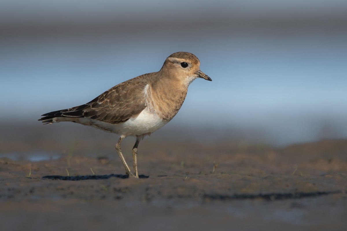 Rufous-chested Dotterel - Pablo Re