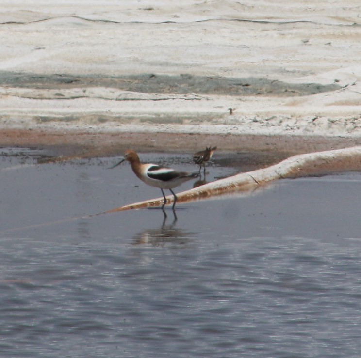 Avocette d'Amérique - ML452446001