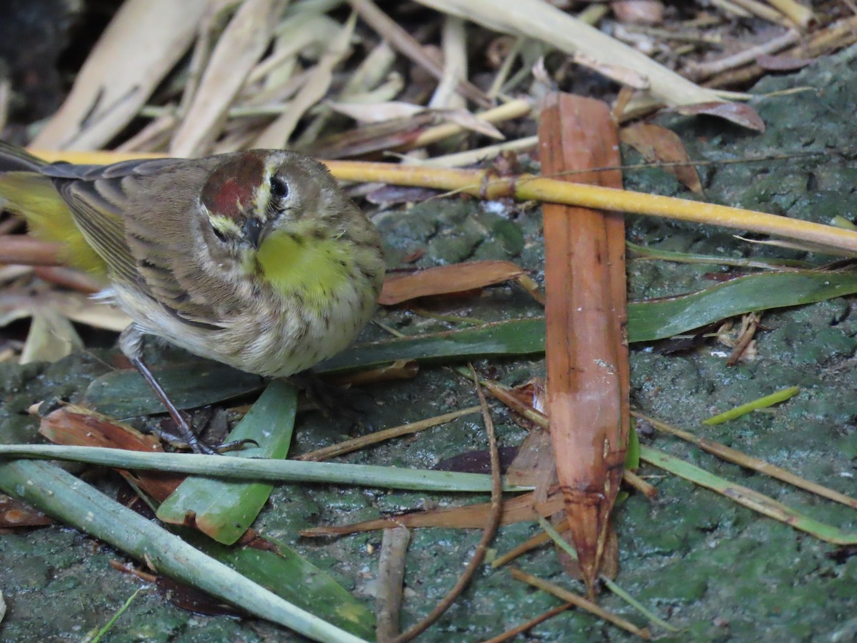 Palm Warbler - ML452447041