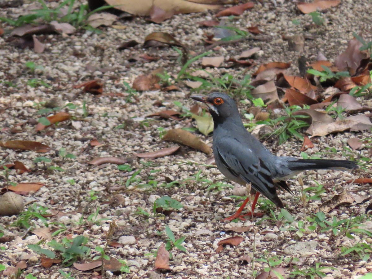Red-legged Thrush (Cuban) - ML452447381