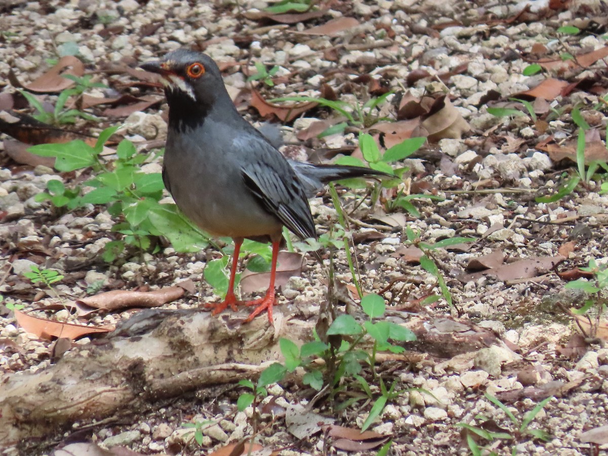 Red-legged Thrush (Cuban) - ML452447421
