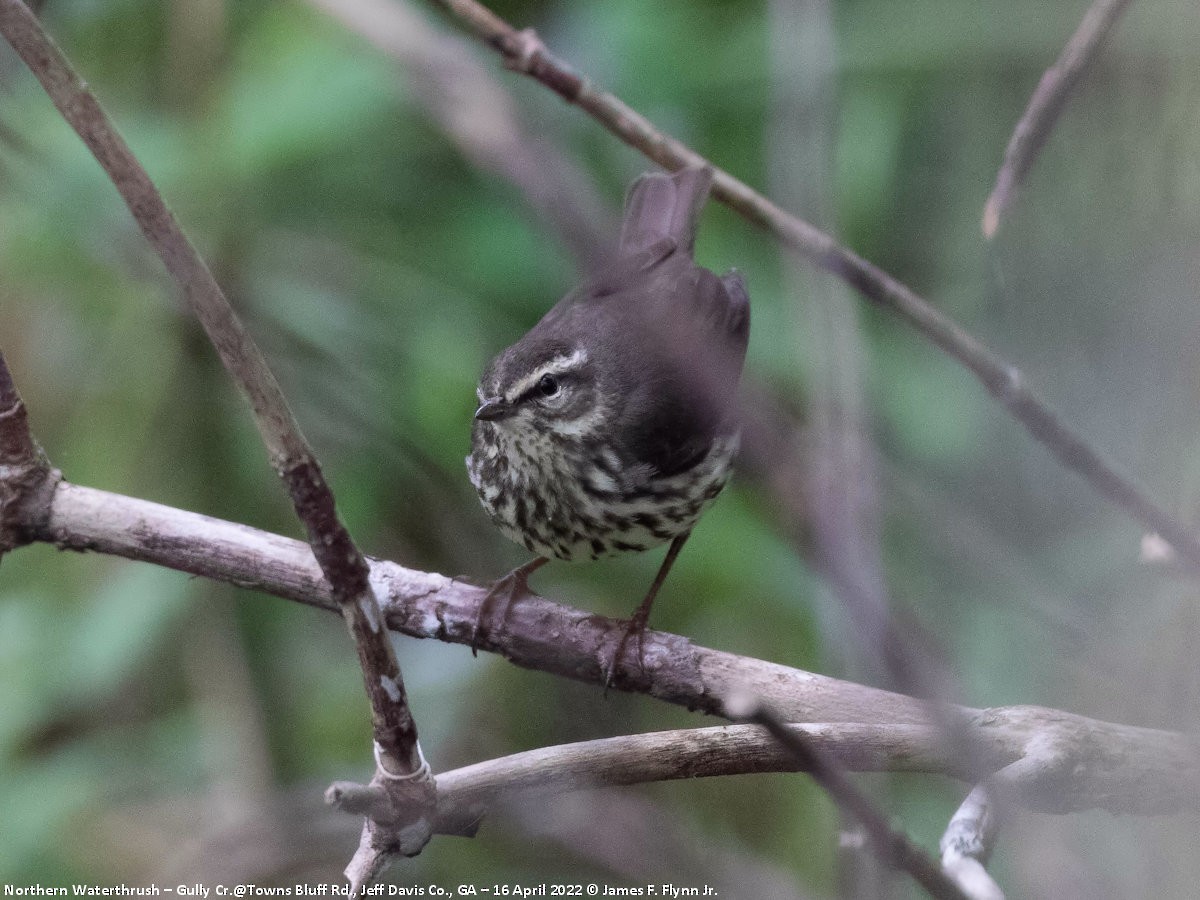 Northern Waterthrush - ML452447901