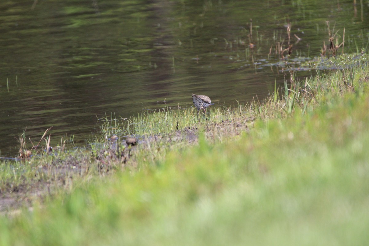 Spotted Sandpiper - ML452448641