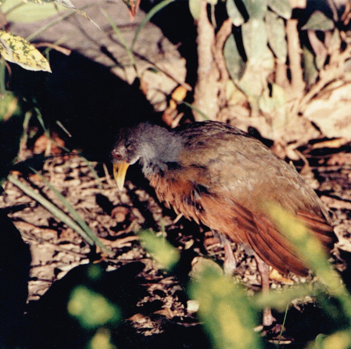 Gray-cowled Wood-Rail - Mark W11 Kulstad