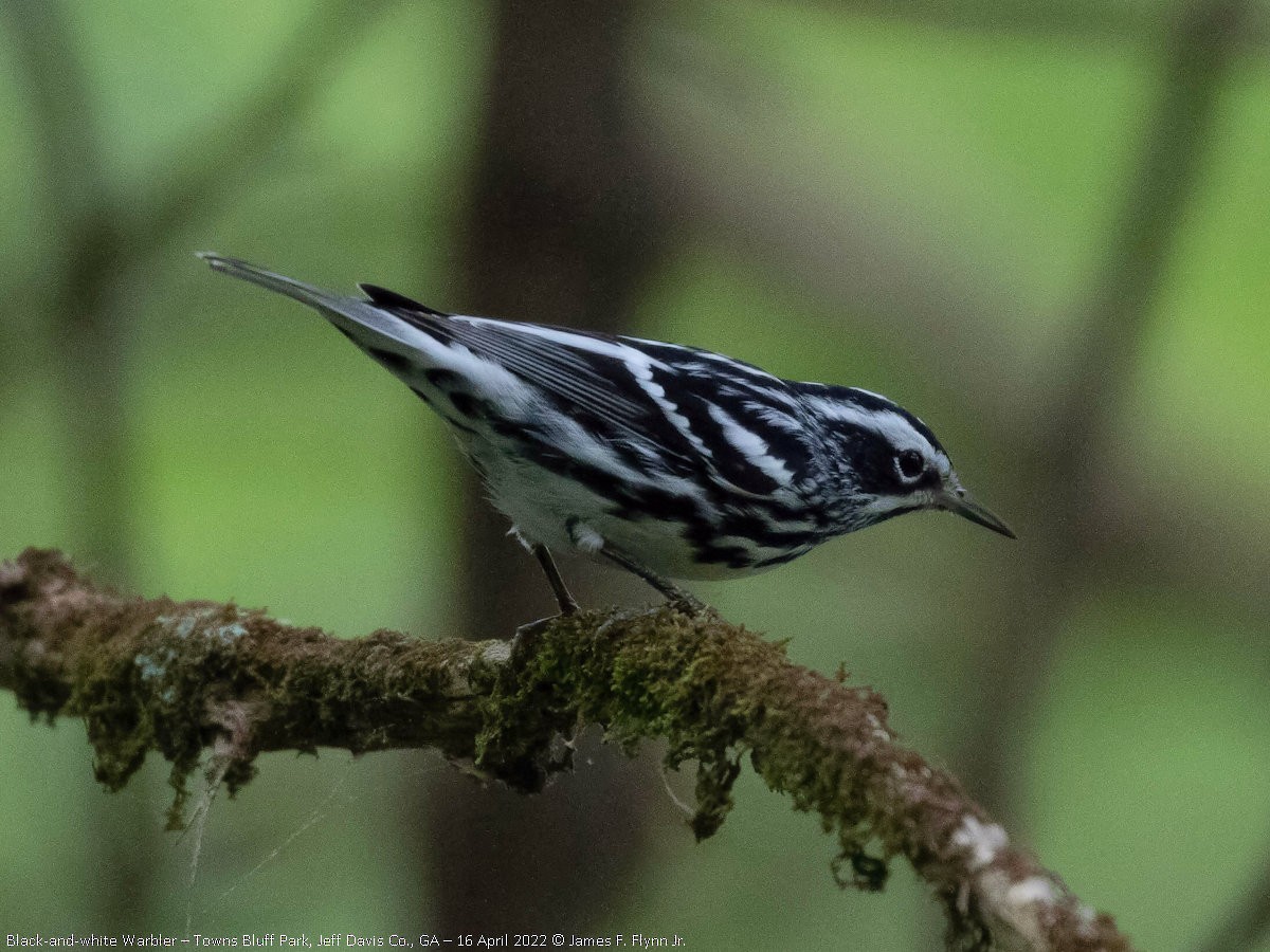 Black-and-white Warbler - ML452449161