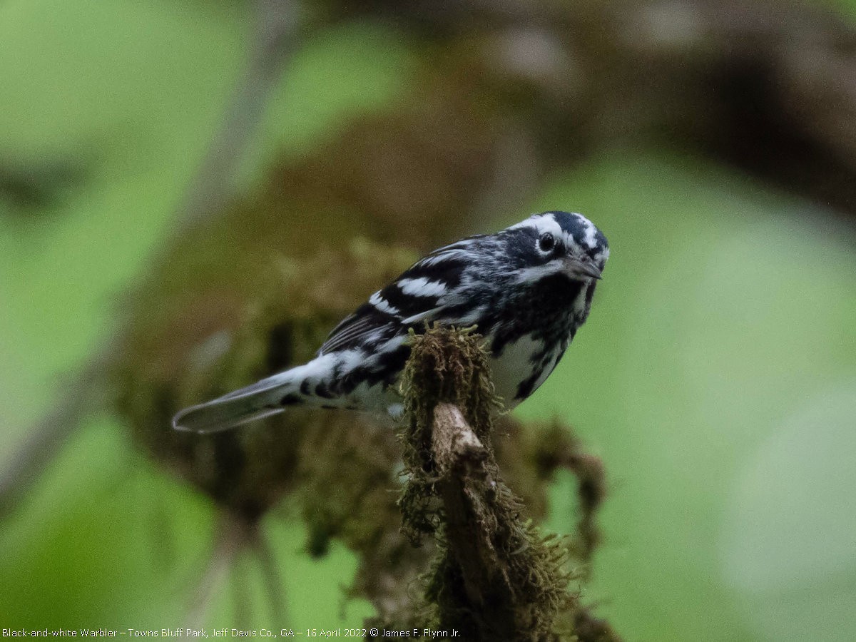 Black-and-white Warbler - ML452449221