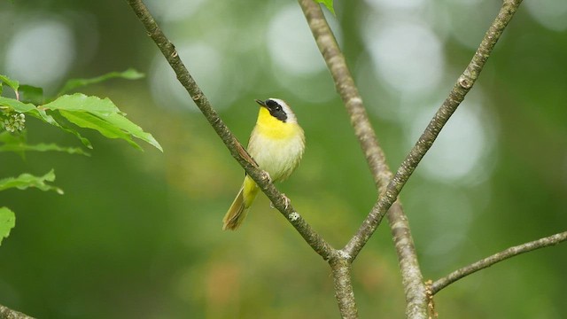 Mascarita Común - ML452451331