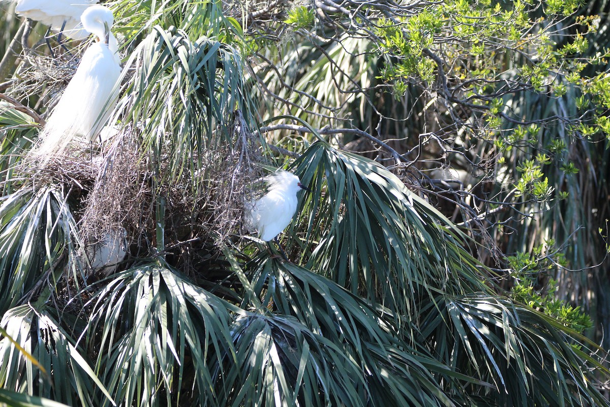 Snowy Egret - Jessica D