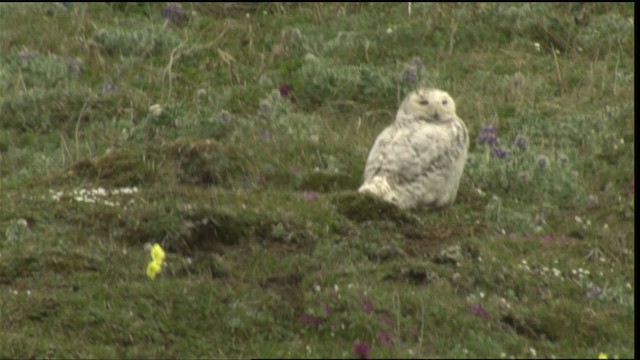 Snowy Owl - ML452453