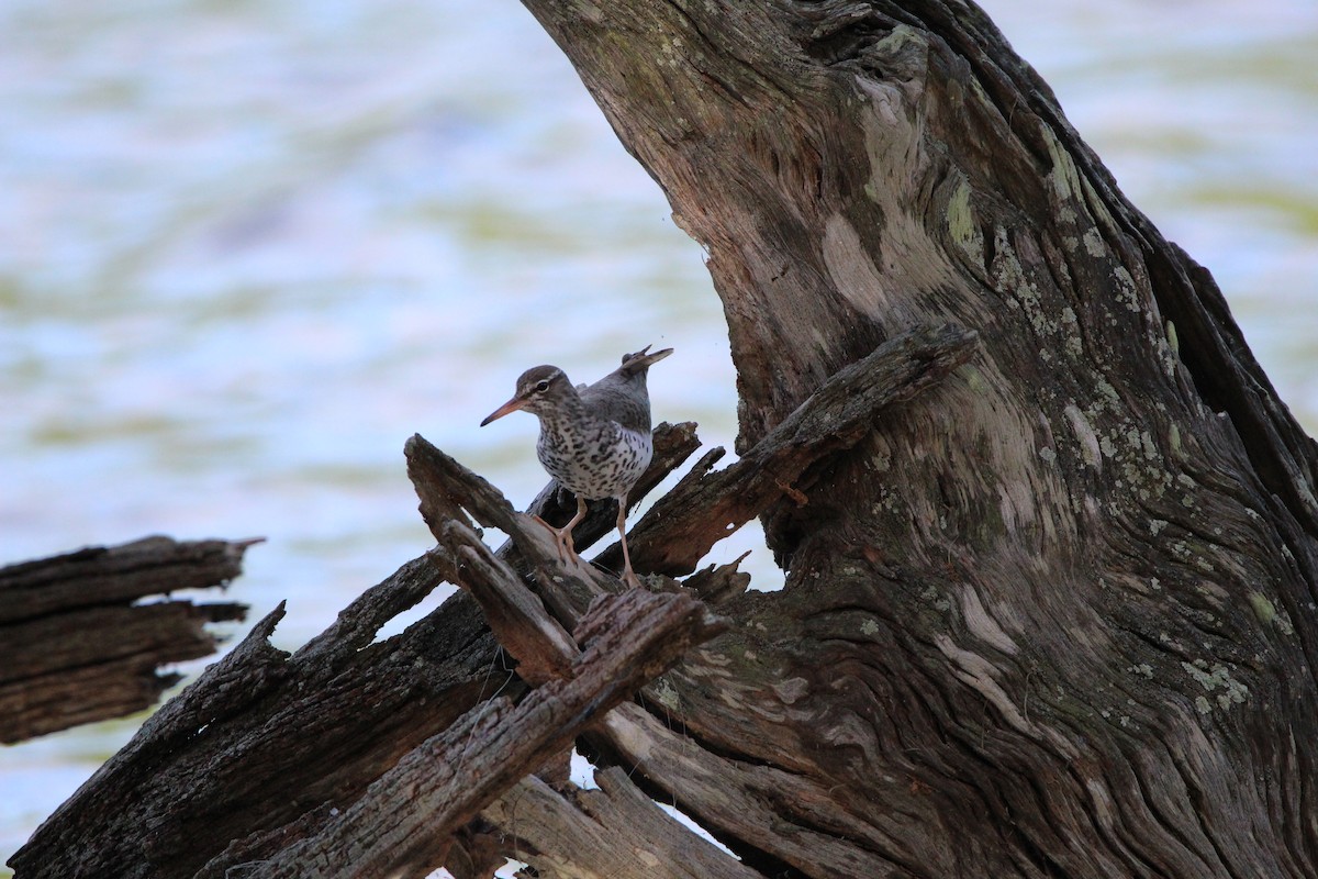 Spotted Sandpiper - ML452453671