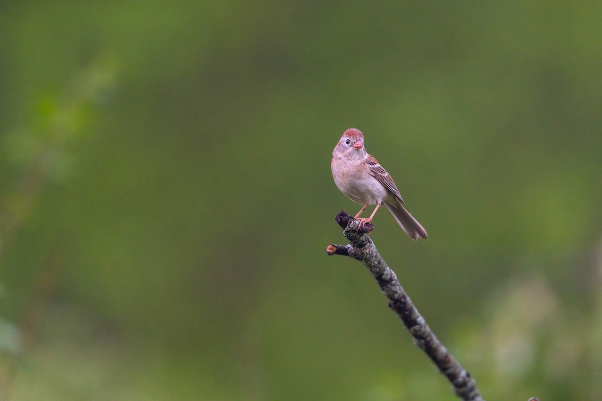 Field Sparrow - ML452453781