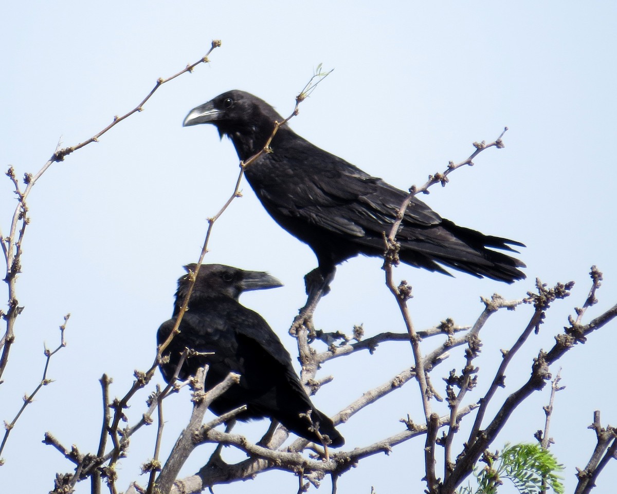 Chihuahuan Raven - ML452454921