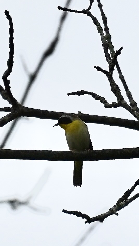 Common Yellowthroat - ML452455691